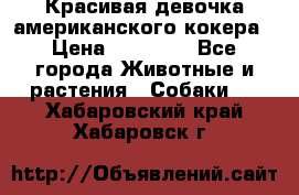 Красивая девочка американского кокера › Цена ­ 35 000 - Все города Животные и растения » Собаки   . Хабаровский край,Хабаровск г.